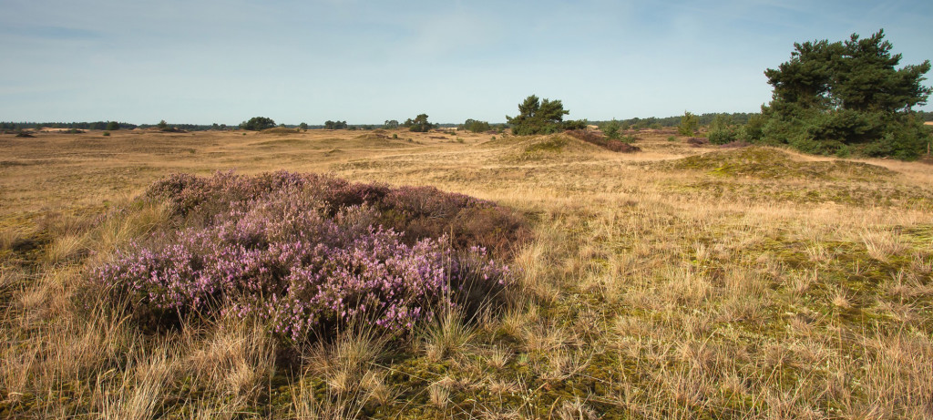 radio-kootwijk-ii-277800